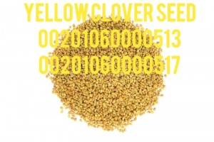 Egyptian zero clover seed export company from Egypt